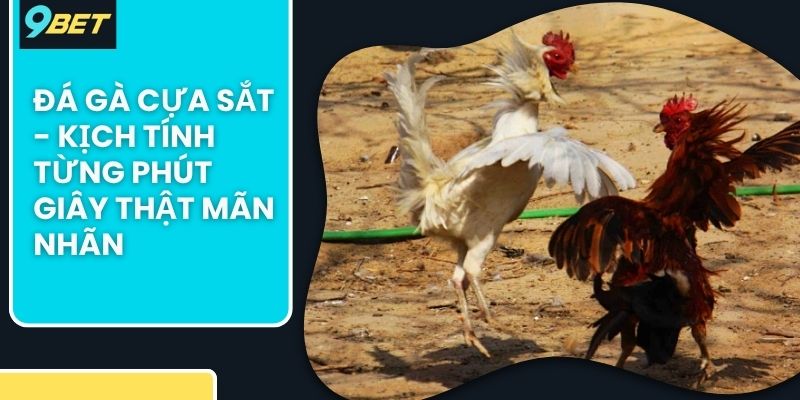 đá gà cựa sắt