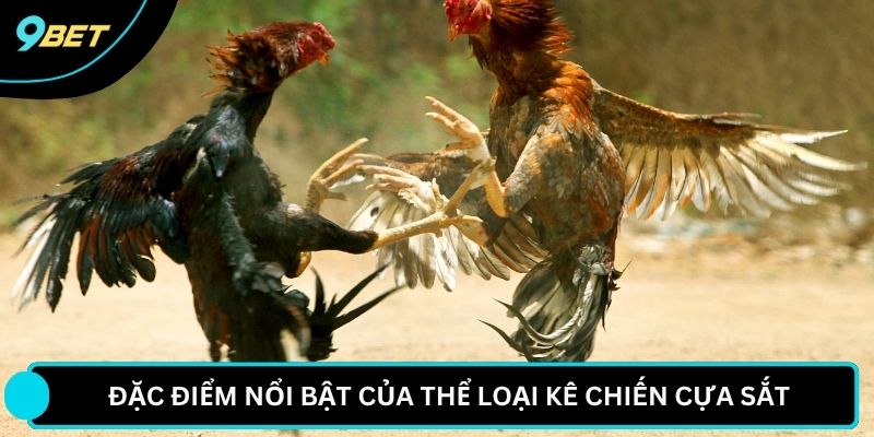 Đặc điểm nổi bật của thể loại kê chiến cựa sắt