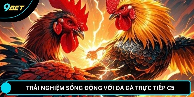 Trải nghiệm sống động với đá gà trực tiếp C5